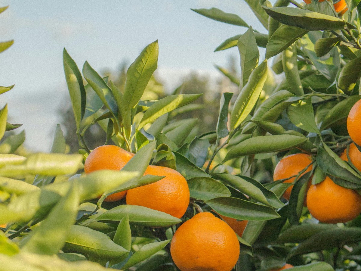The 2025 Series When Life Gives you Tangerines is an Instant Classic (Mild Spoiler&nbsp;REVIEW)