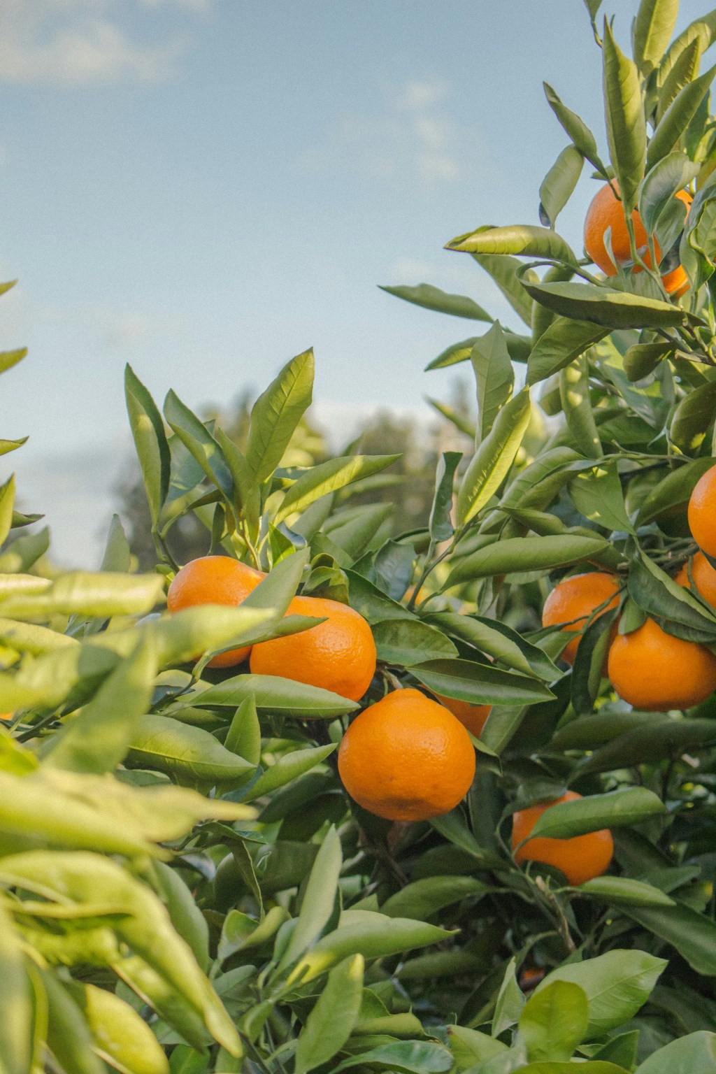 A close-up view of vibrant orange tangerines growing on a green leafy lush branch under a bright blue sky.