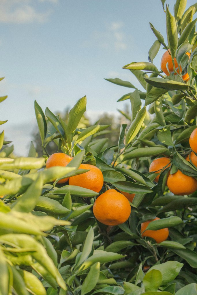 The 2025 Series When Life Gives you Tangerines is an Instant Classic (Mild Spoiler&nbsp;REVIEW)